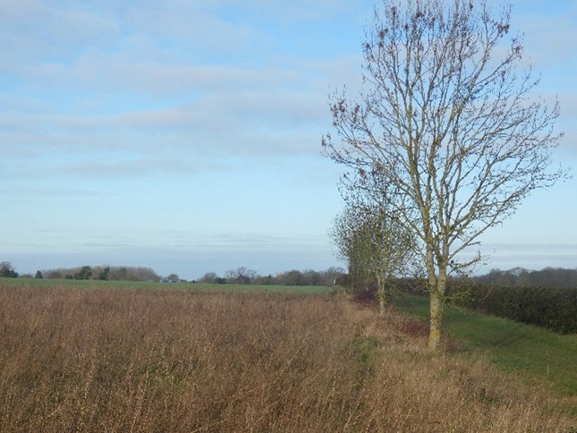 Photo of the Parish Council owned land on Butt Lane with trees to one side