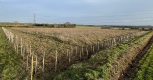 View of the site with hedging