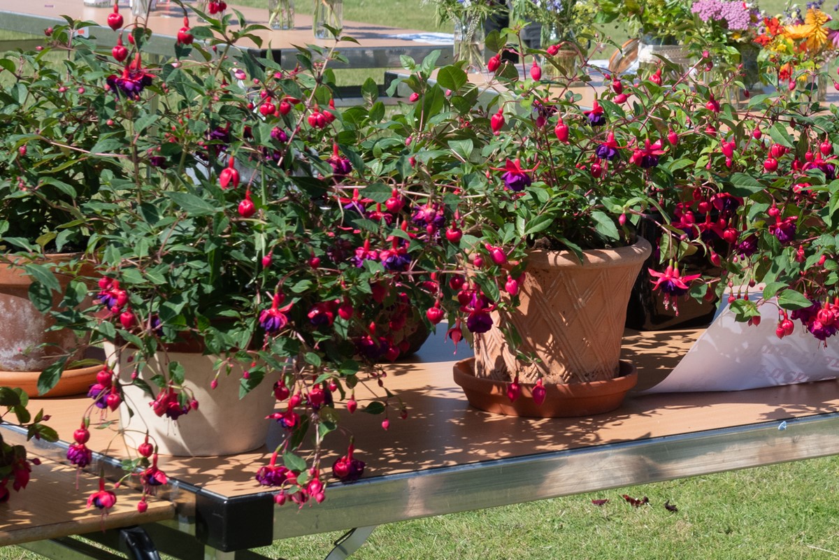 Image of the fuschia plants grown from plug plants in 2024